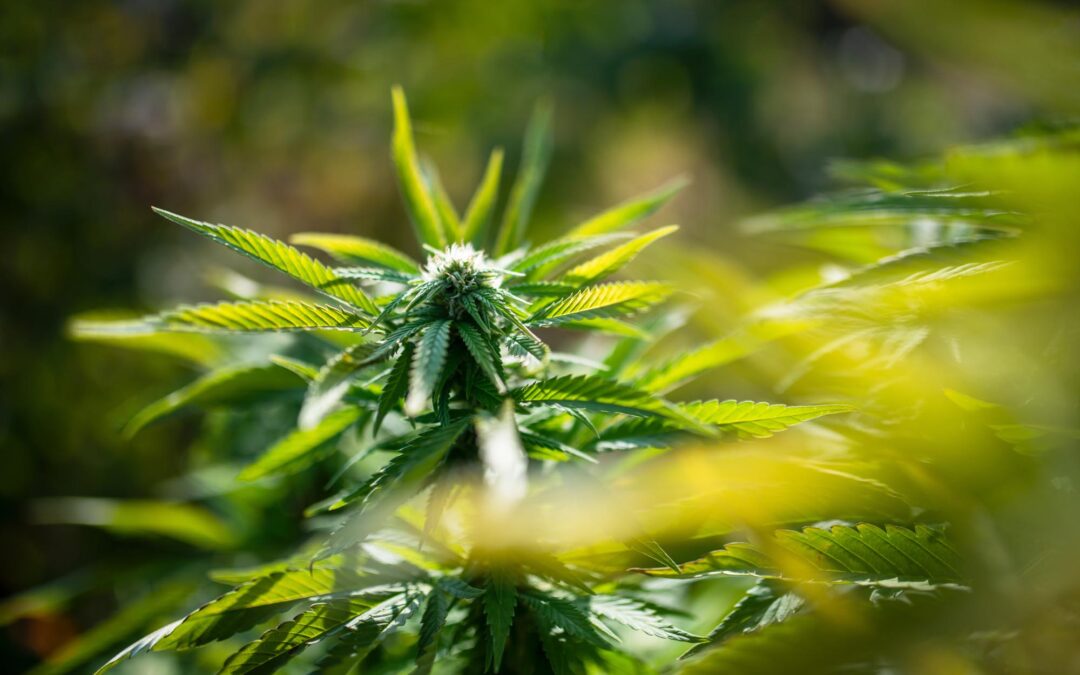 THC Detox: How Long Does Weed Stay In Your System